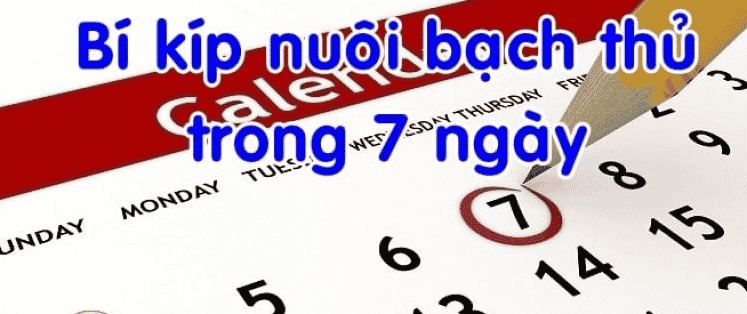 bí kíp nuôi lô kung max 7 ngày