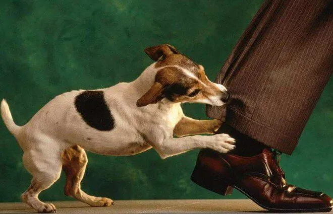 Mộng thấy bị chó cắn vào chân