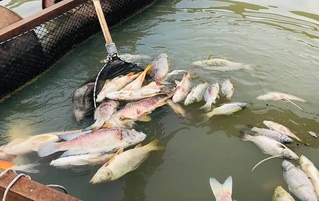 Mộng thấy bắt cá chết
