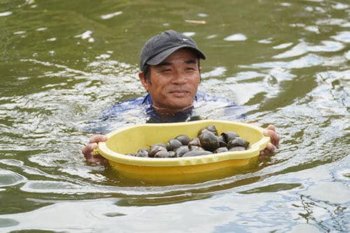 Mơ thấy bắt ốc dưới nước