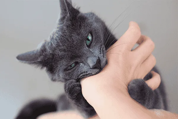 Mơ thấy mèo đen cắn mình 