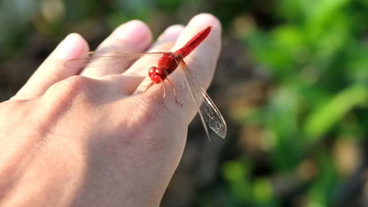 Chuồn chuồn đậu vào người