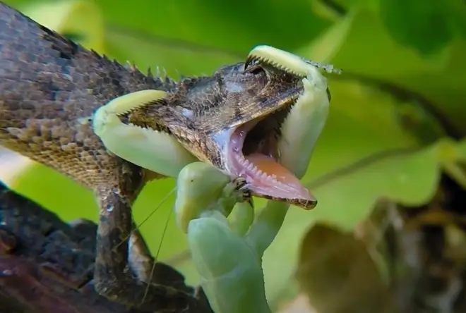 Chiêm bao thấy bọ ngựa săn mồi