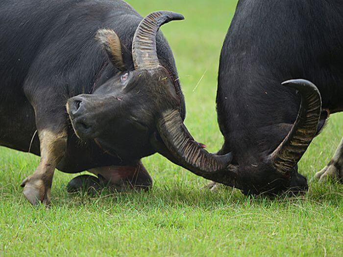 Chiêm bao thấy hai con trâu đang húc nhau