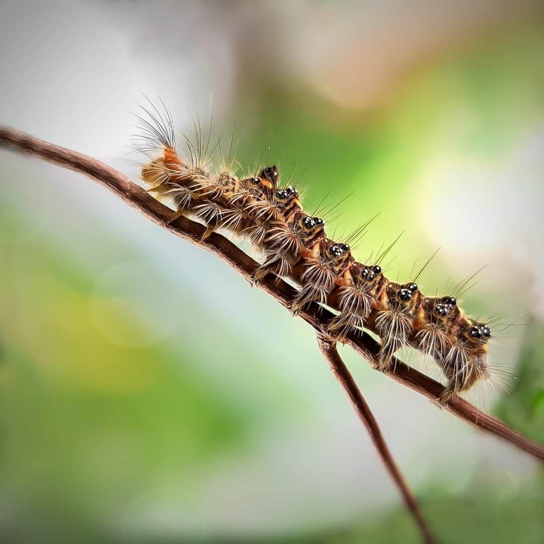 chiêm bao thấy sâu lông nhiều
