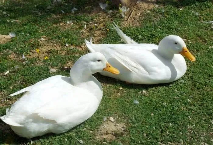 Mơ thấy 2 con vịt đánh số mấy