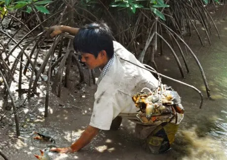 Mơ thấy bắt cua đánh con gì