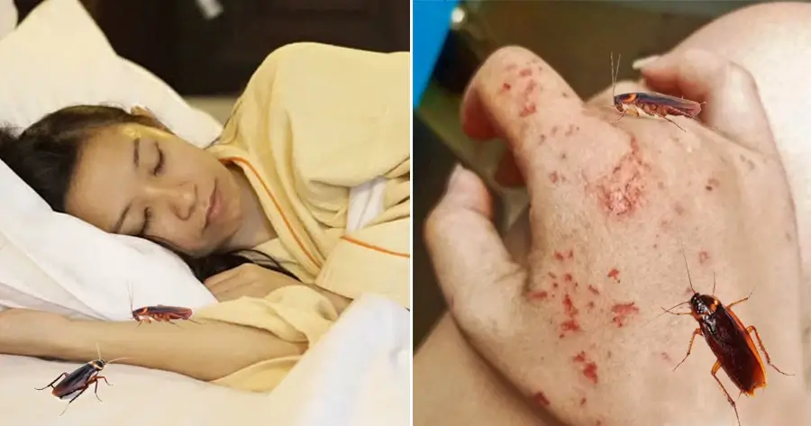 mơ thấy gián cắn người