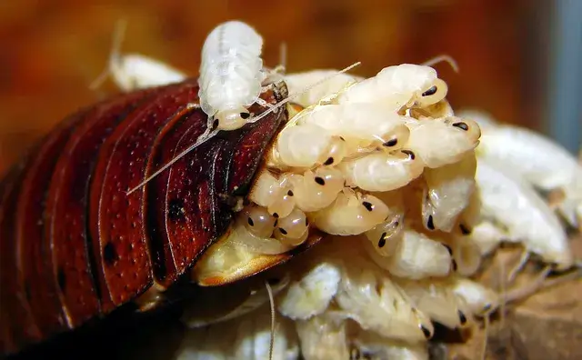 mơ thấy gián sinh con là số mấy