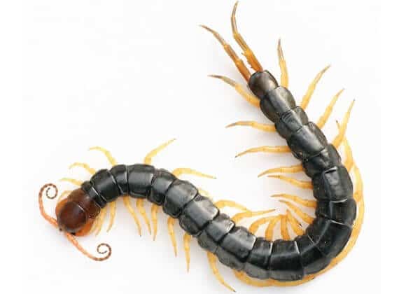 Mơ thấy rết bò vào nhà