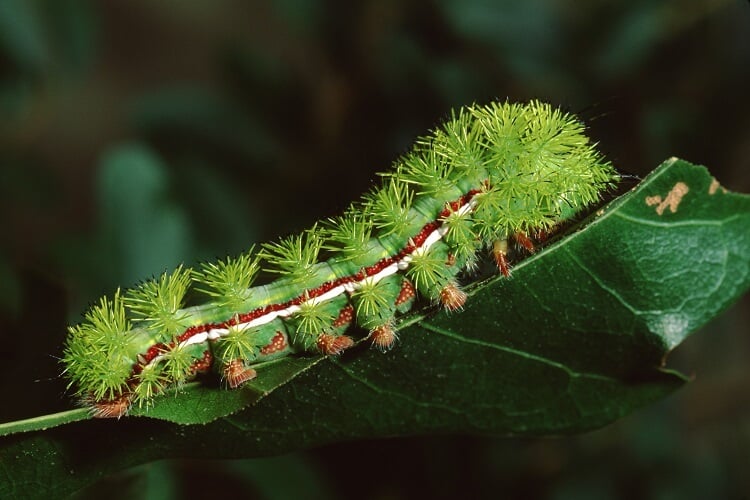 mơ thấy sâu điềm báo gì