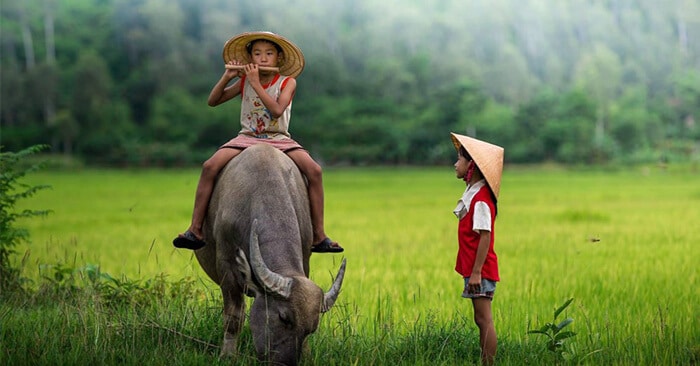 Mơ thấy trâu đang ăn cỏ ngoài đồng trong số đề là số mấy