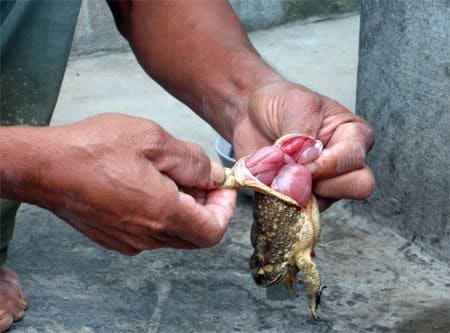 Chiêm bao thấy giết cóc