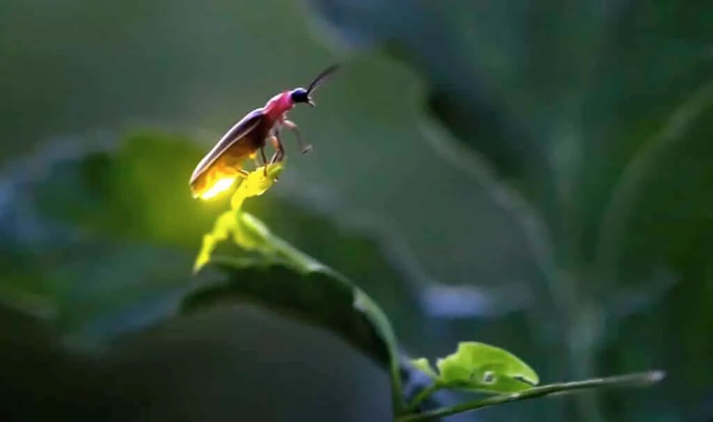 Tại sao đom đóm có thể phát ra ánh sáng