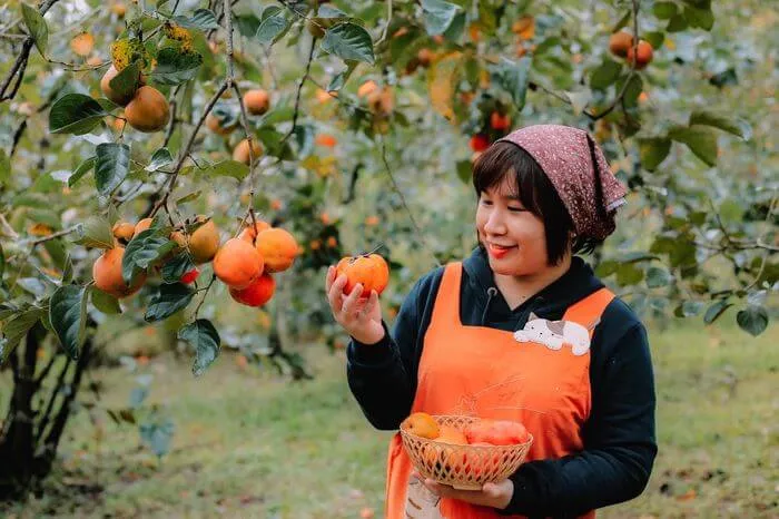 Chiêm bao thấy đang hái quả hồng