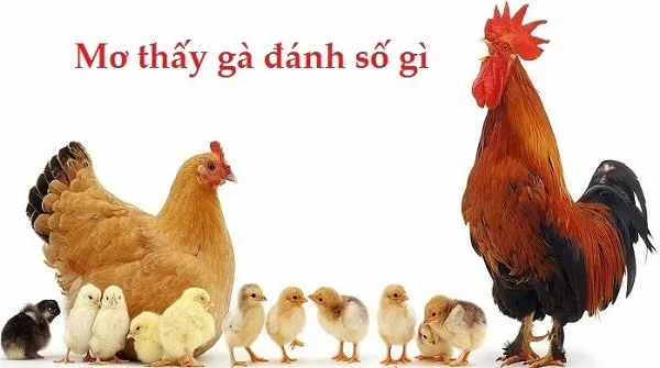 Đánh số gì khi mơ thấy gà đẻ trứng