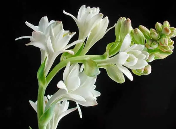 Chiêm bao thấy hoa huệ