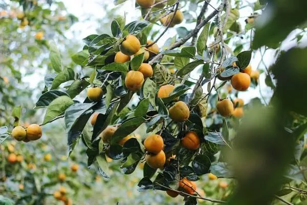 Mơ thấy quả hồng sai quả