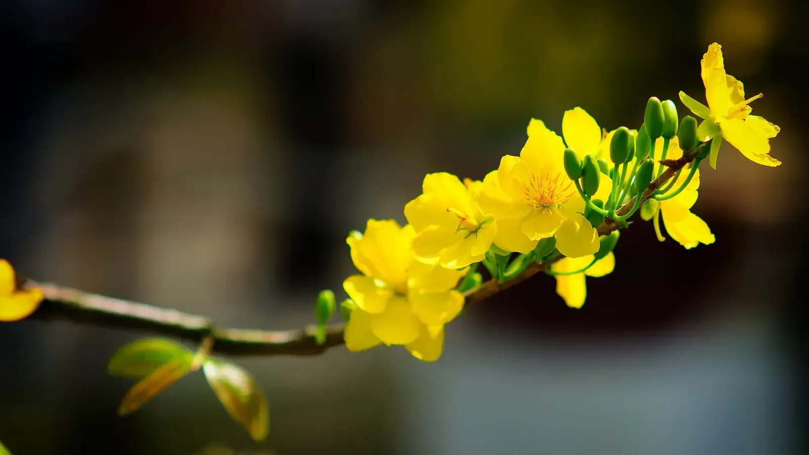 Mộng thấy hoa mai