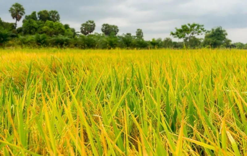 Chiêm bao thấy cánh đồng lúa chín vàng