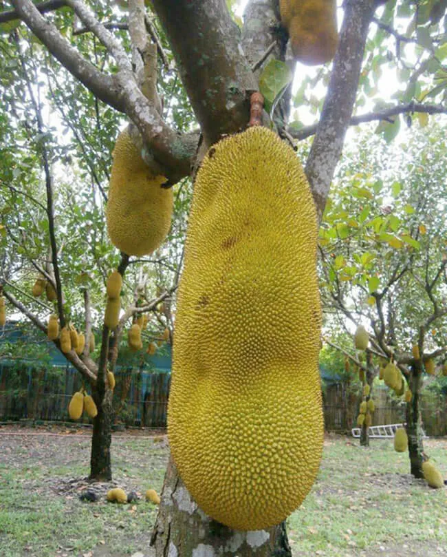 Chiêm bao thấy mít khổng lồ
