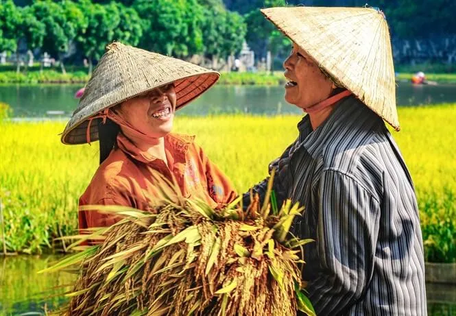 Chiêm bao thấy ôm lúa chín