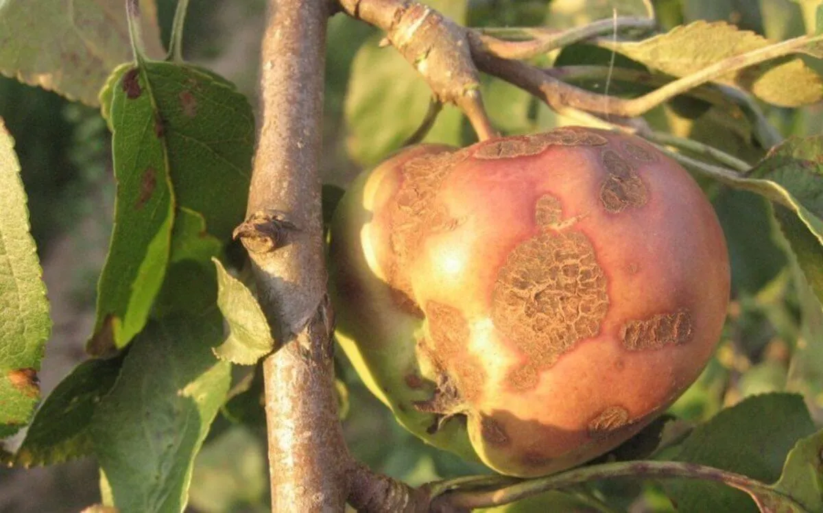 Chiêm bao thấy quả táo héo rụng