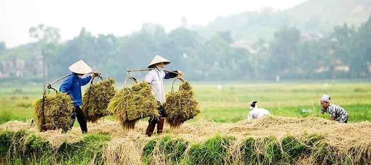 Mơ thấy gánh lúa