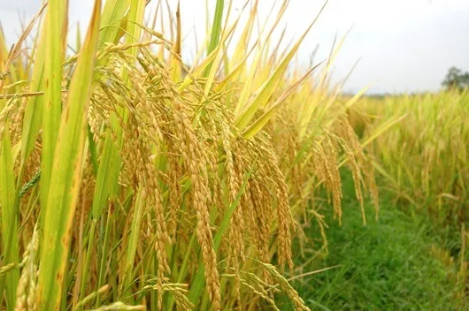 Mơ thấy bông lúa chín