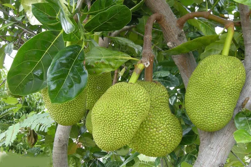 Mơ thấy cây mít xanh tốt