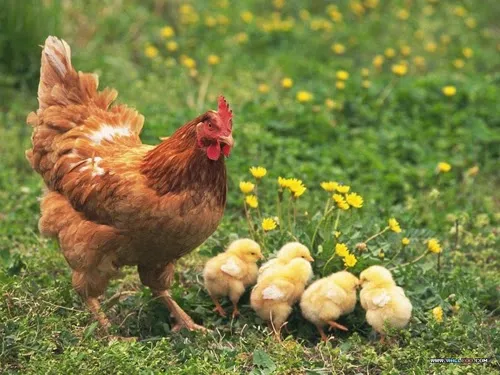 Mơ thấy đàn gà con đi kiếm ăn cùng mẹ