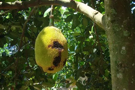 Mộng thấy mít thối
