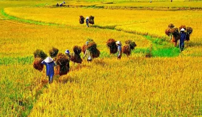 Ngủ mơ thấy cánh đồng lúa chín