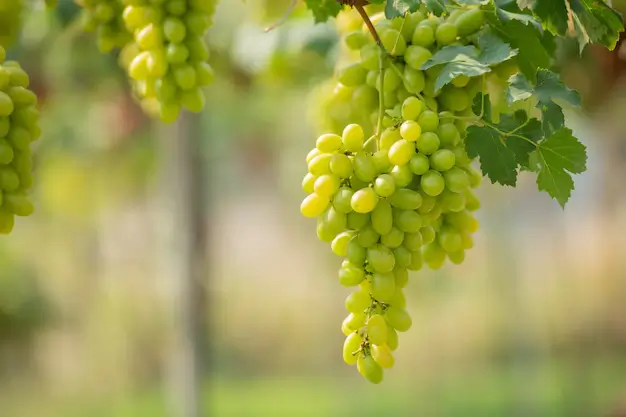 ngủ mơ thấy chùm nho