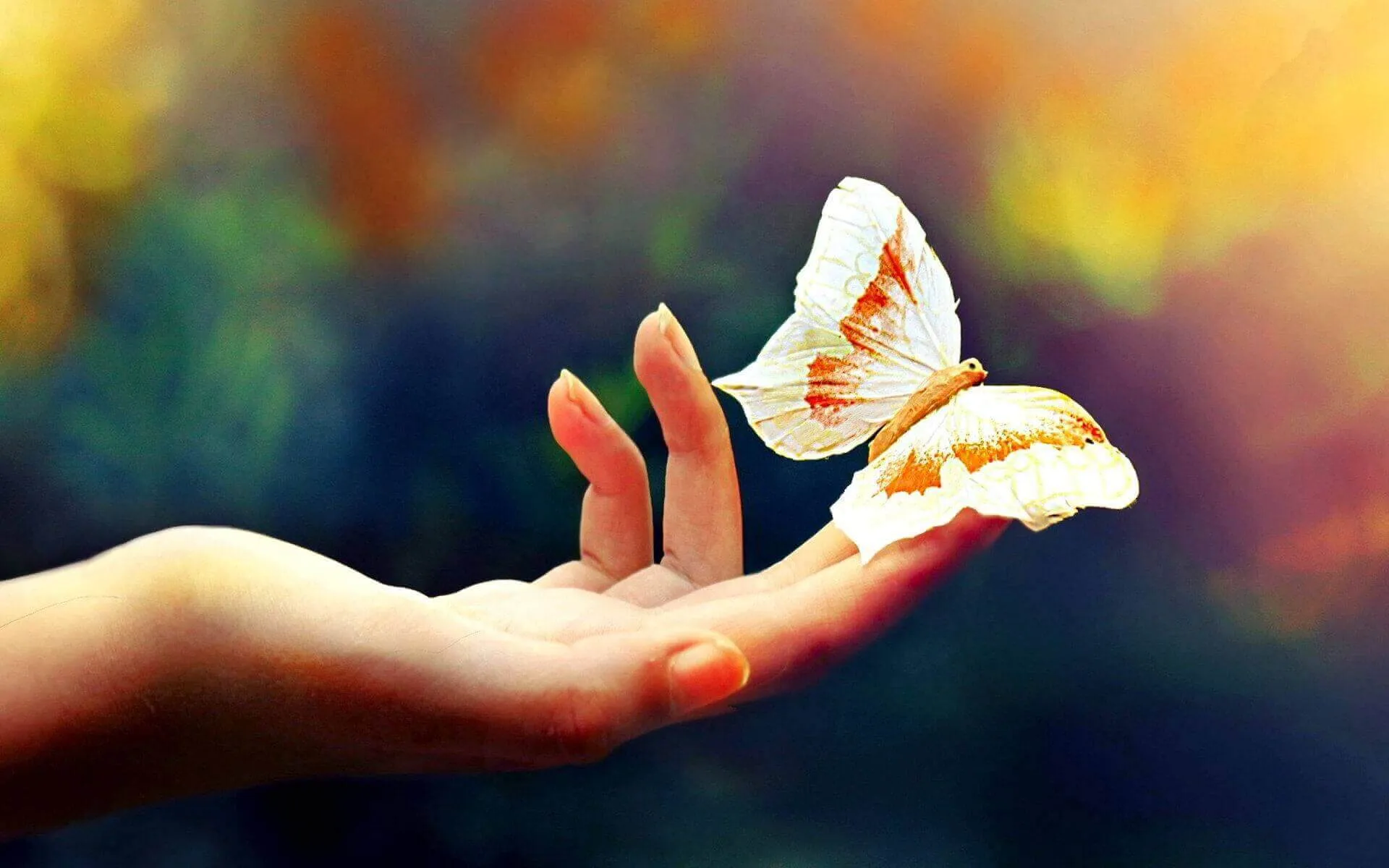 Bướm đậu vào người là điềm gì