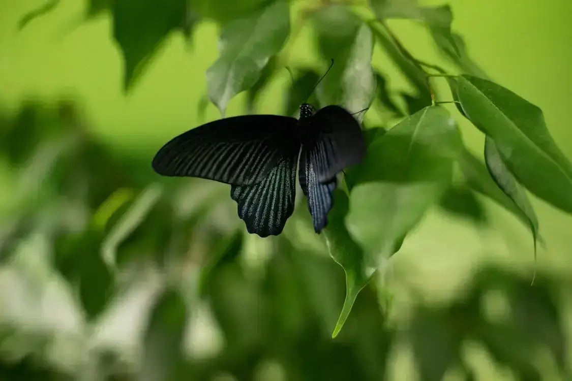 bướm đen nhỏ bay vào nhà 