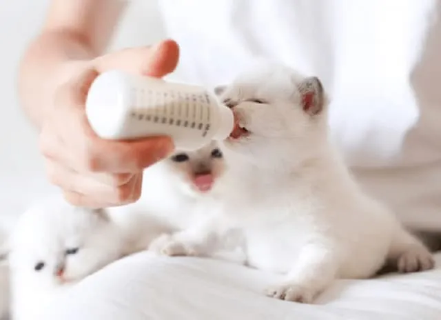 Chiêm bao mèo con bú sữa