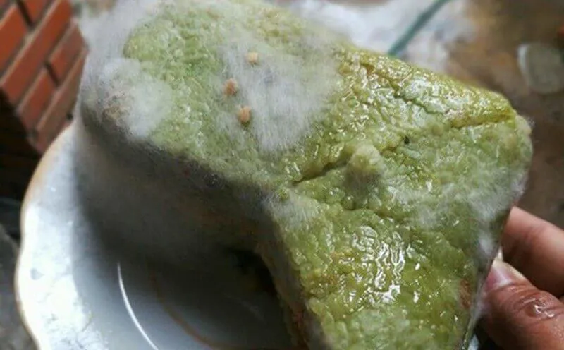 Mọng bánh tét bị hư