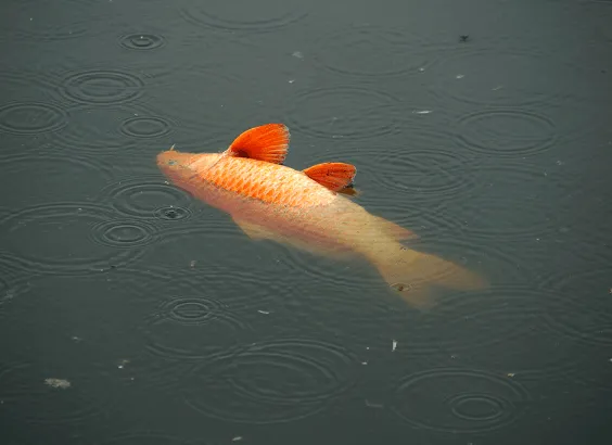 Mộng thấy cá chép chết