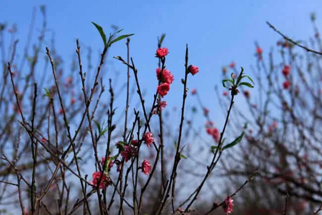 Mơ thấy hoa đào chưa nở