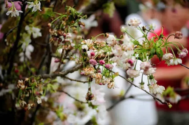 Mơ thấy hoa đào héo