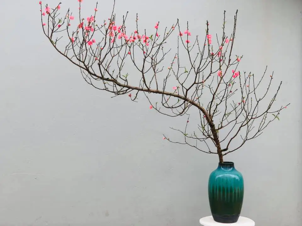 nằm mở thấy hoa đào nở ngay trong nhà