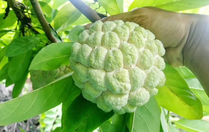 Mơ thấy quả na mở mắt