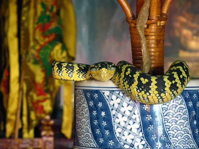 mơ thấy rắn trên bàn thờ