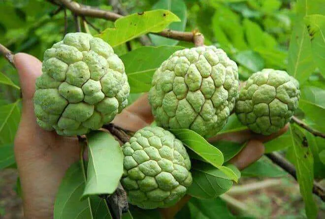 Mộng gặp quả na màu xanh non