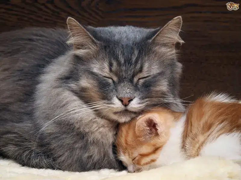 ngủ mơ thấy mèo mẹ và mèo con