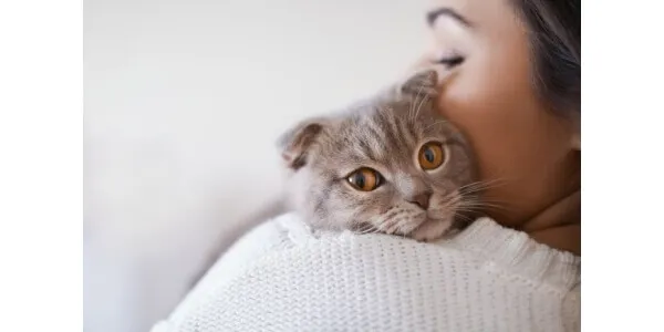 Mộng thấy ôm mèo