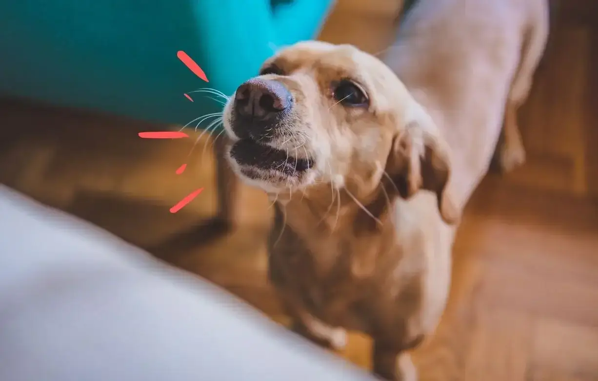 chó sủa nhiều để bảo vệ đồ của chúng