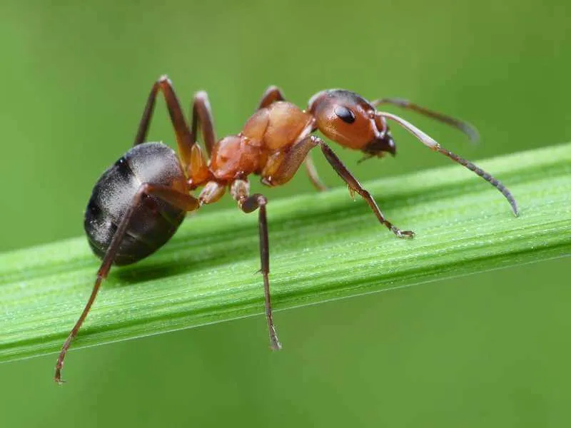 Mơ thấy kiến bò