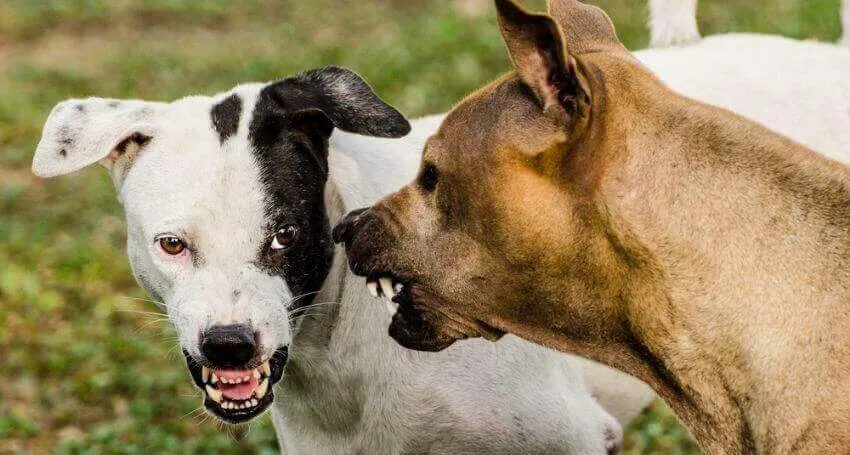 Vì sao 2 con chó sủa nhau